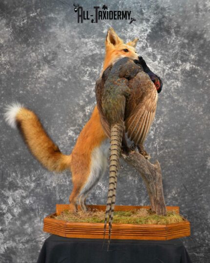 Red Fox holding Pheasant taxidermy for sale SKU 1137