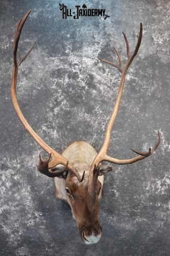 Barren-Ground Caribou Taxidermy for sale SKU 1141
