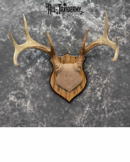 Whitetail Deer Taxidermy for sale SKU 1146