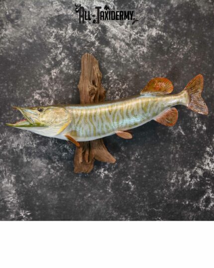 Hybrid Musky taxidermy for Sale SKU 1169