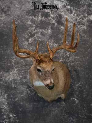 Whitetail Deer shoulder mount taxidermy for sale SKU 1066