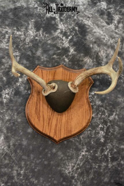 Whitetail antler base plaque for sale SKU 1226