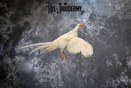 White Pheasant taxidermy mount for sale SKU 1199