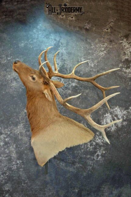 Elk Taxidermy shoulder mount wall pedestal for Sale SKU 1203
