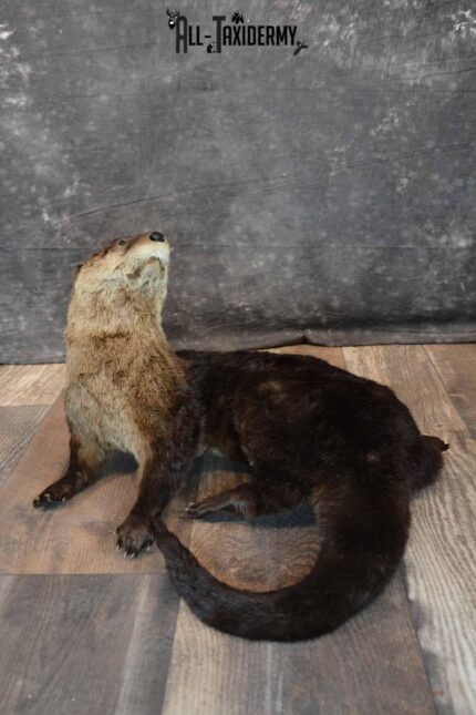 Otter Taxidermy Mount for Sale SKU 1298