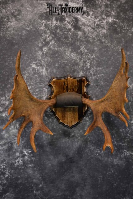 Moose Antler Taxidermy Plaque for Sale SKU 1274
