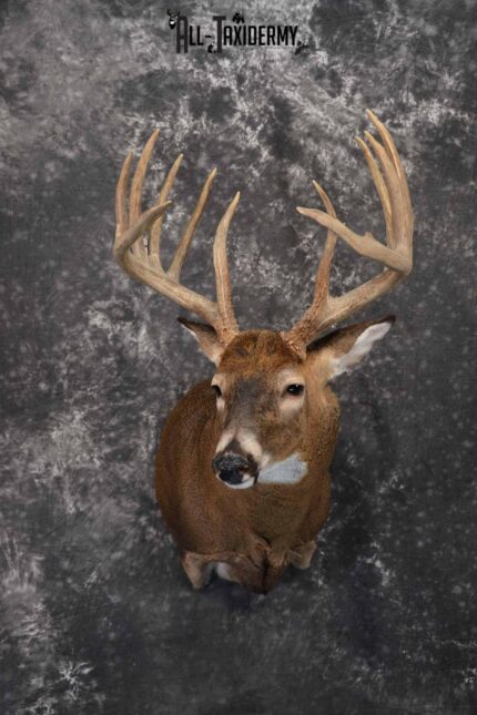 Whitetail Taxidermy shoulder mount for sale SKU 1325