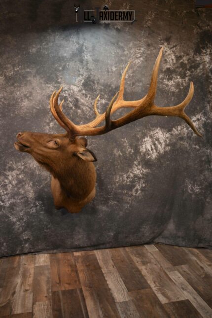Elk Taxidermy Shoulder Mount for Sale SKU 1261