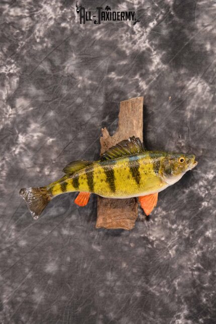 Perch Taxidermy Skin Mount SKU 1397
