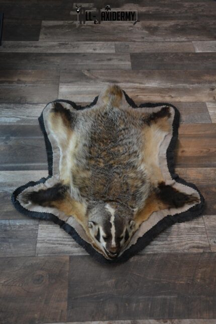Badger taxidermy rug SKU 1427