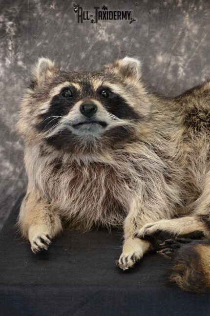 Raccoon Taxidermy Mount for Sale SKU 1399