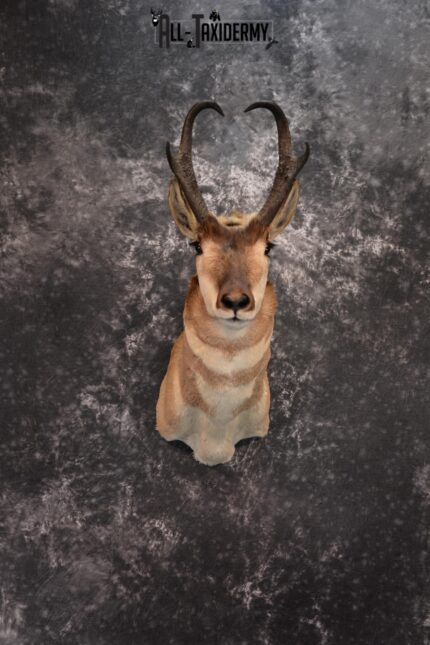 Pronghorn Antelope Taxidermy Shoulder Mount SKU 1434