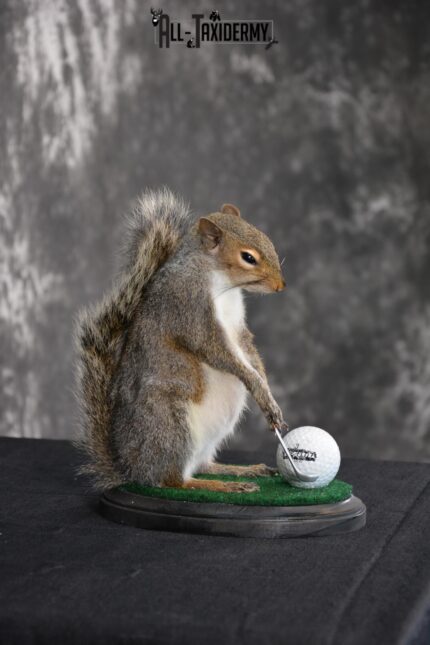 Gray Squirrel Golfing Novelty Taxidermy Mount SKU 1519