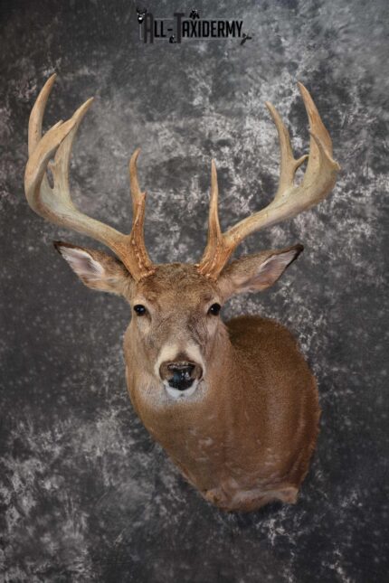 Whitetail Deer Taxidermy Shoulder Mount for sale SKU 1510