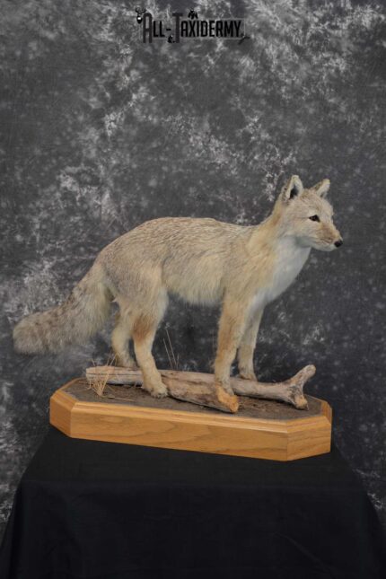 Coyote Pup Taxidermy Mount SKU 1575