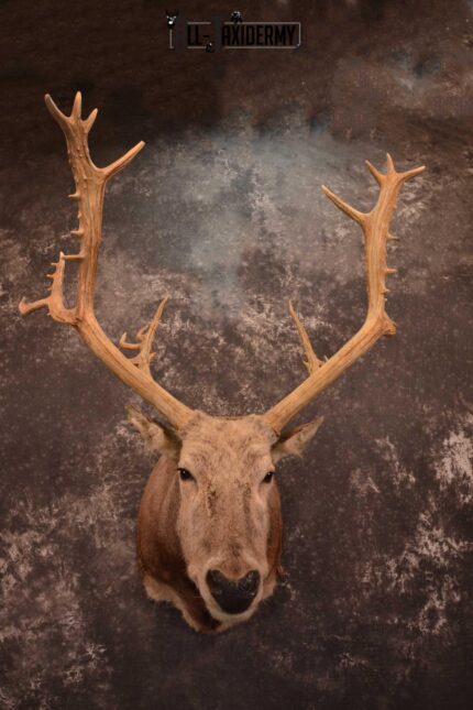 Pere David’s Deer Taxidermy Shoulder Mount SKU 1599
