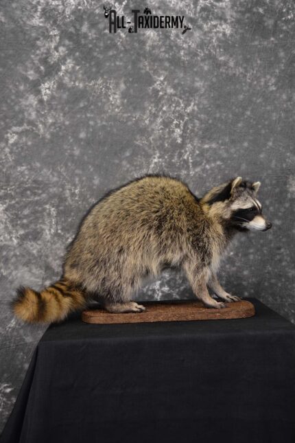 Raccoon Full Body Taxidermy Mount SKU 1595