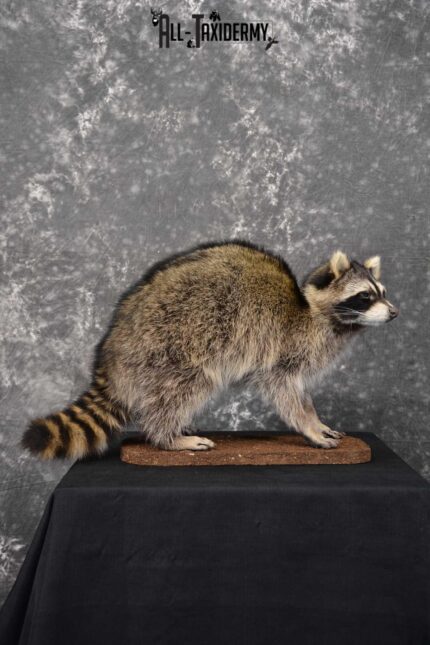 Raccoon Full Body Taxidermy Mount SKU 1596