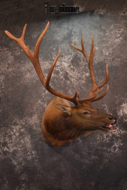 Elk Bugling Taxidermy Shoulder Mount SKU 1588