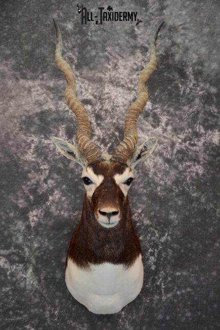 Asian Black Buck Taxidermy shoulder mount for sale SKU 1646