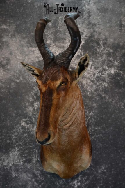 African Red  Hartebeest Taxidermy shoulder mount for sale SKU 1648