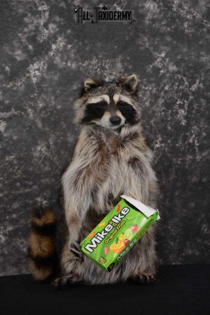 Raccoon with Mike and Ike’s Candy full body taxidermy mount for sale SKU 1628
