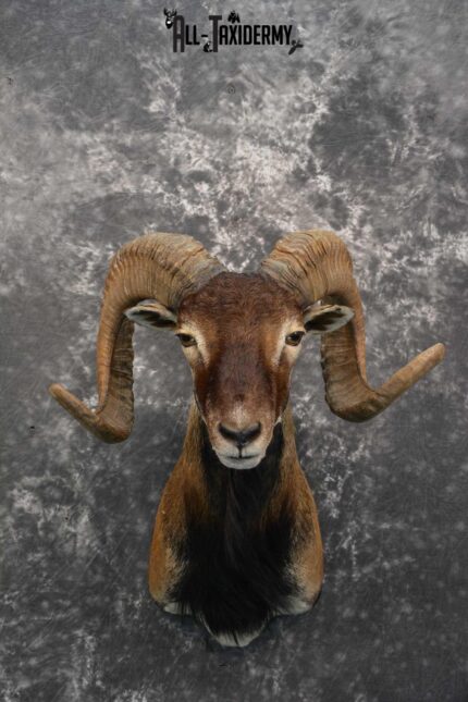 Corsican Ram Taxidermy shoulder mount for sale SKU 1731