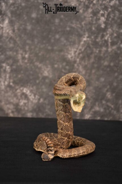 Diamondback Rattle Snake Taxidermy mount for sale SKU 1744