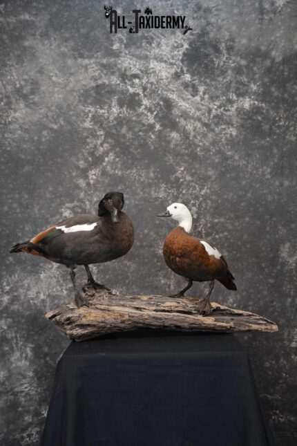 Pair of Newzeland Paradise Ducks taxidermy mount SKU 1828