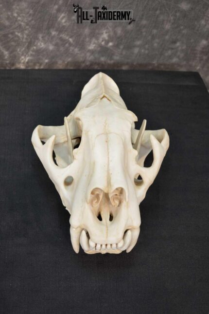 Reproduction Bengal Tiger skull set SKU 1674