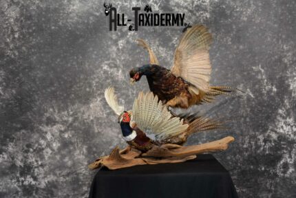 Ring-Necked and Black Pheasant Taxidermy for Sale SKU 1112