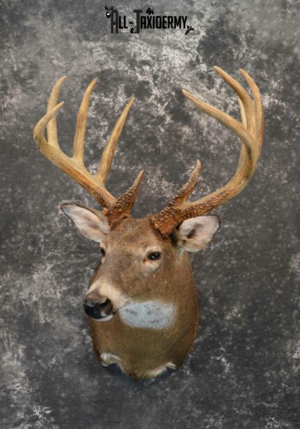 Whitetail Deer Taxidermy for Sale SKU 1180