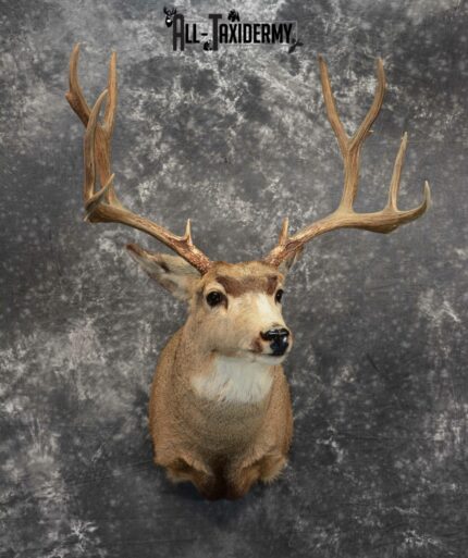 Mule Deer Taxidermy for Sale SKU 1127