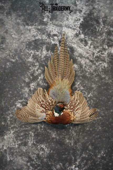 Ring-Necked Pheasant for Sale SKU 1165