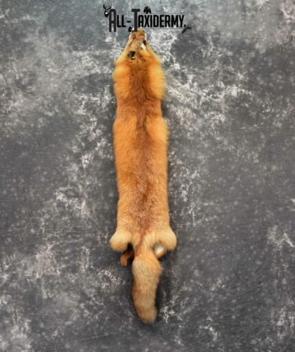Red Fox Hide Pelt taxidermy for sale SKU 1139