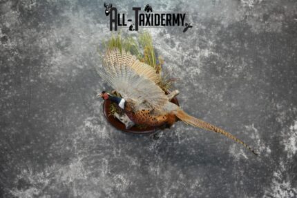 Ring-Necked Pheasant Taxidermy for Sale SKU 1069