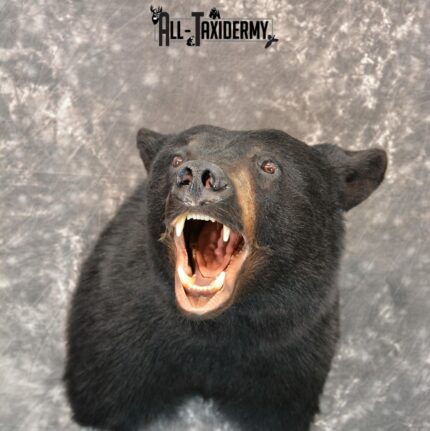 Black Bear Taxidermy Mount for Sale SKU 1184