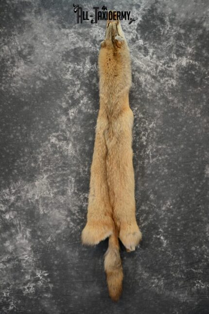Coyote Taxidermy Hide Pelt for Sale SKU 1107