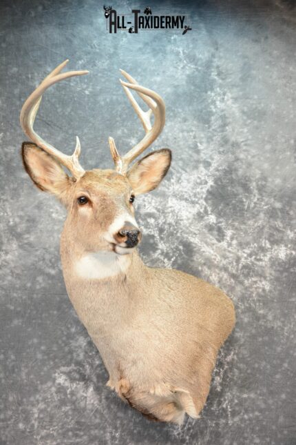 Whitetail Deer Taxidermy mount for Sale SKU 1075