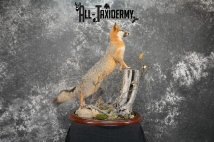 Gray Fox Taxidermy for Sale SKU 1062