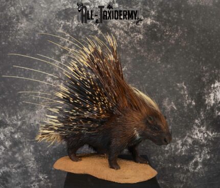 African Crested Porcupine taxidermy mount for sale SKU 1138