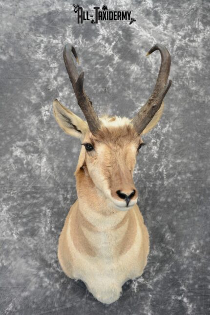 Pronghorn Antelope Taxidermy mount for sale SKU 1080