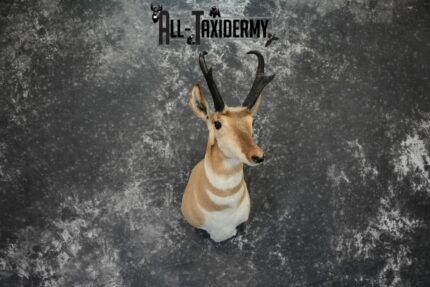 Pronghorn Antelope Taxidermy mount for Sale SKU 1092