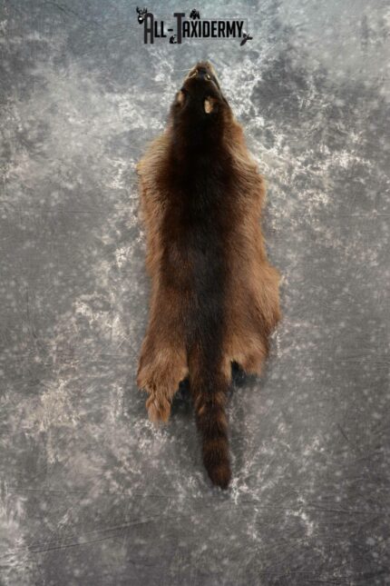 Raccoon Hide Pelt Taxidermy for Sale SKU 1124