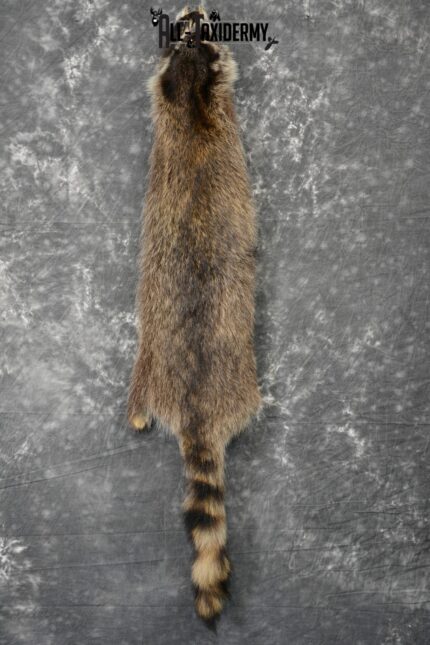 Raccoon Hide Pelt Taxidermy for Sale SKU 1106