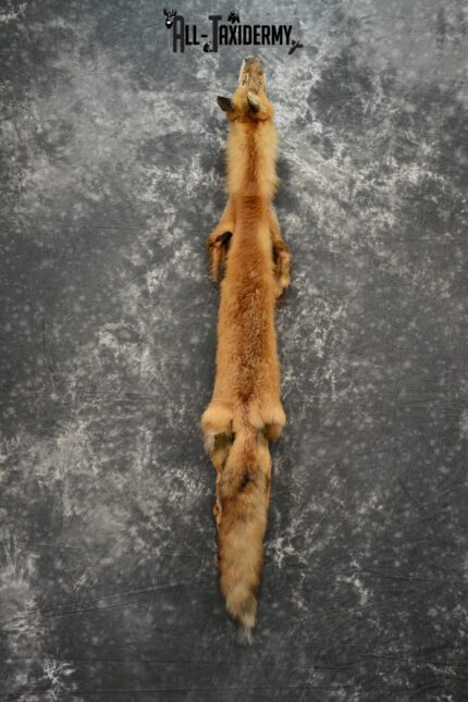 Red Fox Hide Pelt taxidermy for sale SKU 1121