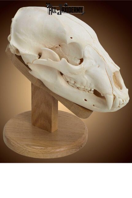 SKU 0115 Solid Oak Skull Mount Plaque Kit