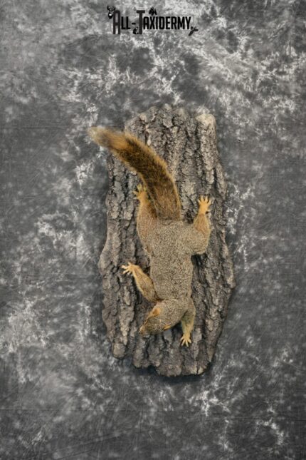 Fox Squirrel Taxidermy mount for Sale SKU 1096