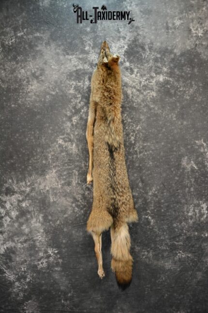 Coyote Hide Taxidermy for sale SKU 1118