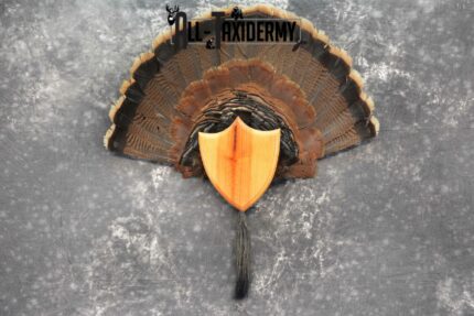 Eastern Turkey Taxidermy for sale SKU 1048